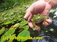/home//u458753944/public_html/sourcegallery////////Frogs/Bullfrogs 2016-08 Ontario/P8120036.JPG